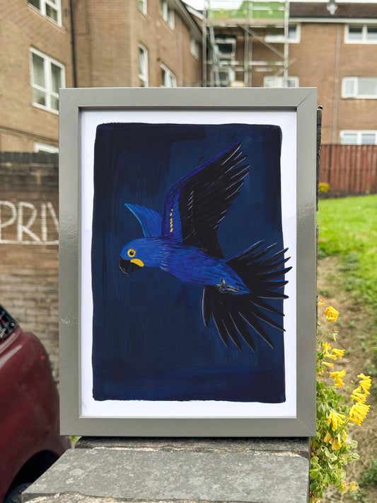 Hyacinth Macaw Print