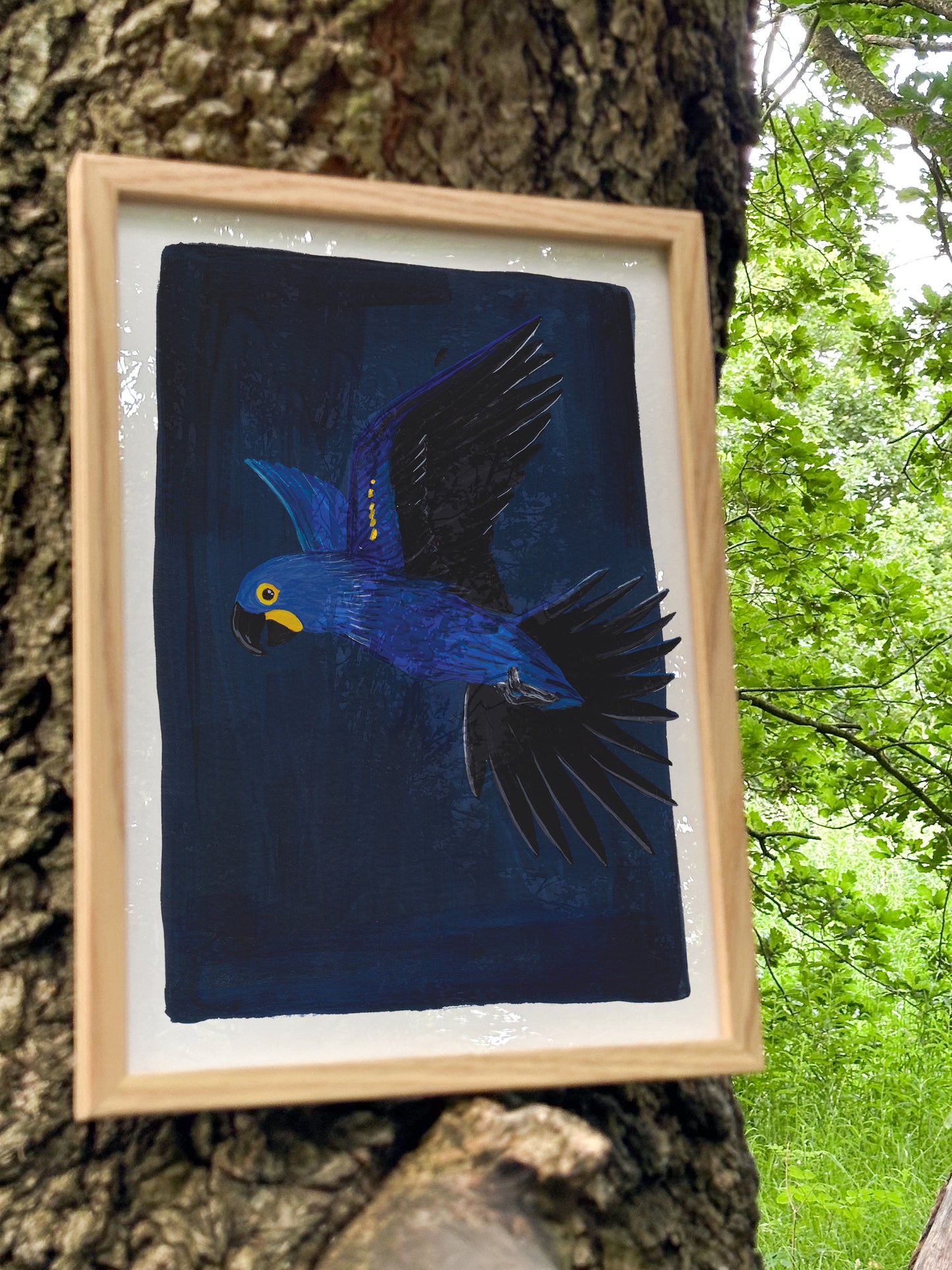 Hyacinth Macaw Print