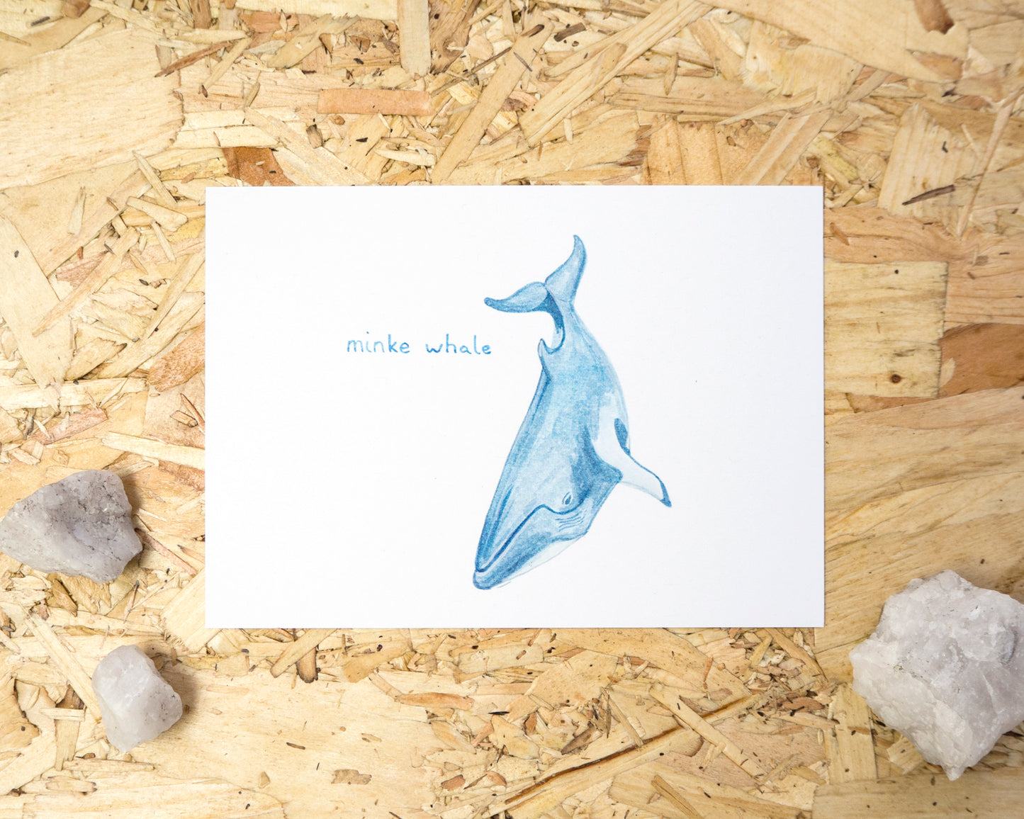 Minke Whale Postcard