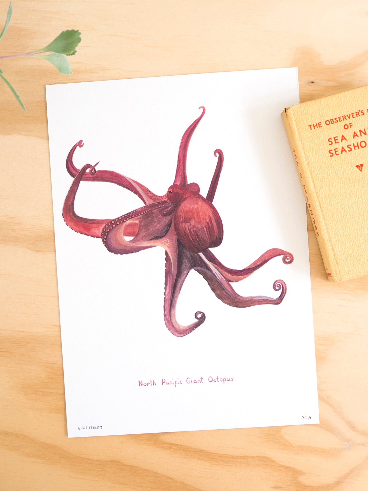 North Pacific Giant Octopus Print