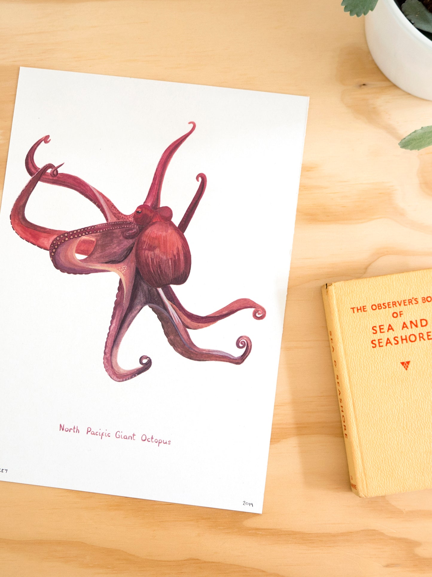 North Pacific Giant Octopus Print