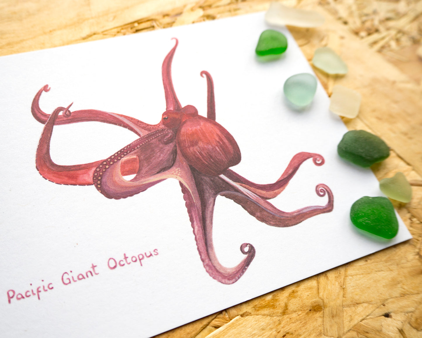 Pacific Giant Octopus Postcard