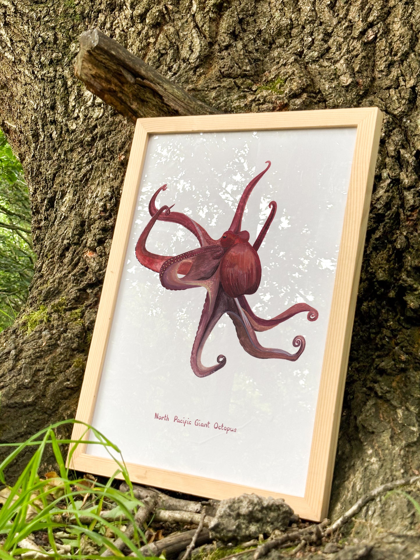 North Pacific Giant Octopus Print