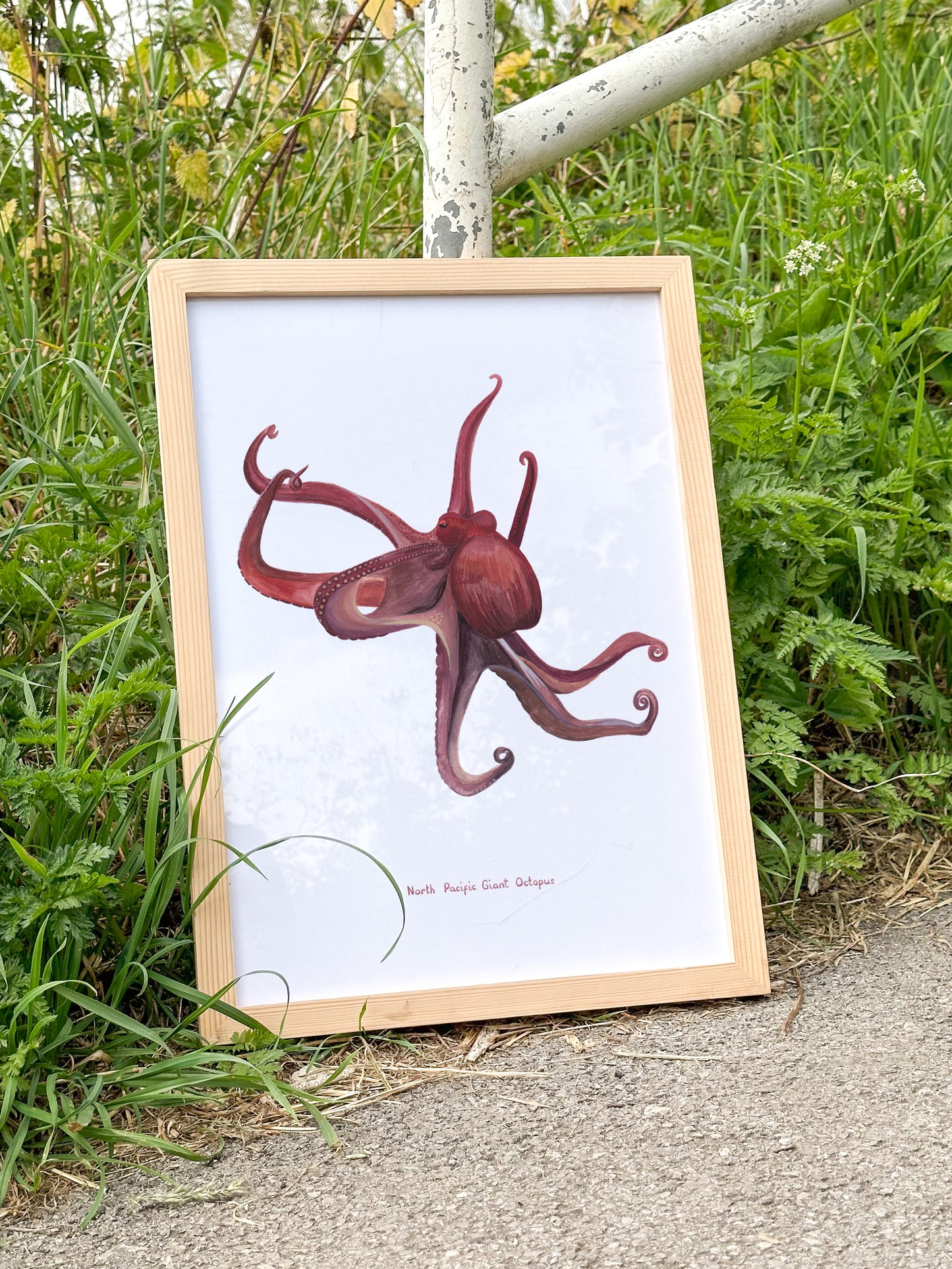 North Pacific Giant Octopus Print