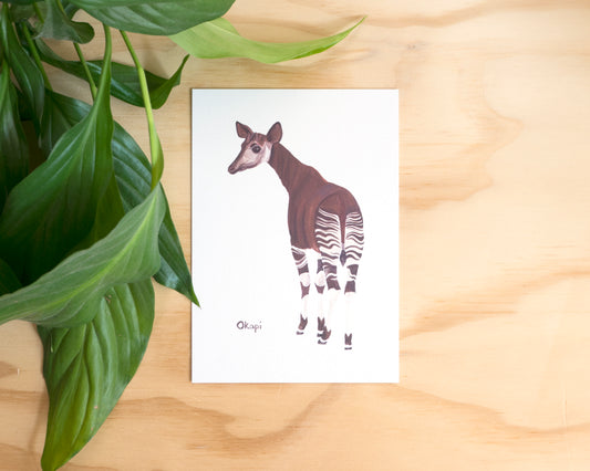 Okapi Postcard