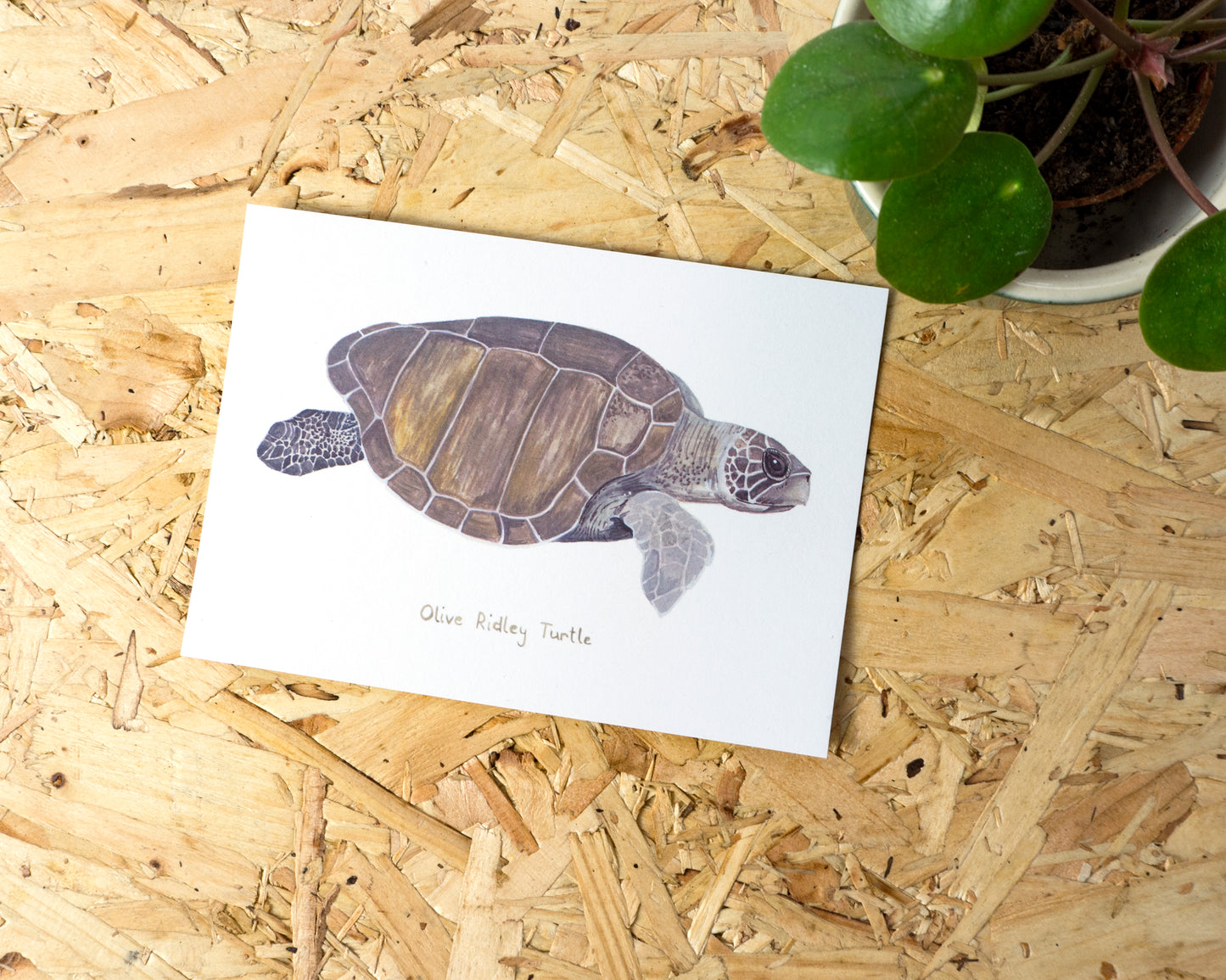 Olive Ridley Turtle Postcard