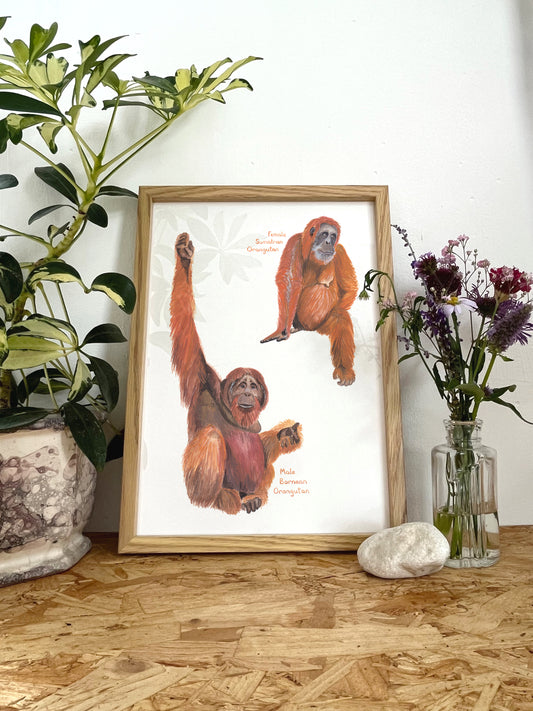 Orangutan Print