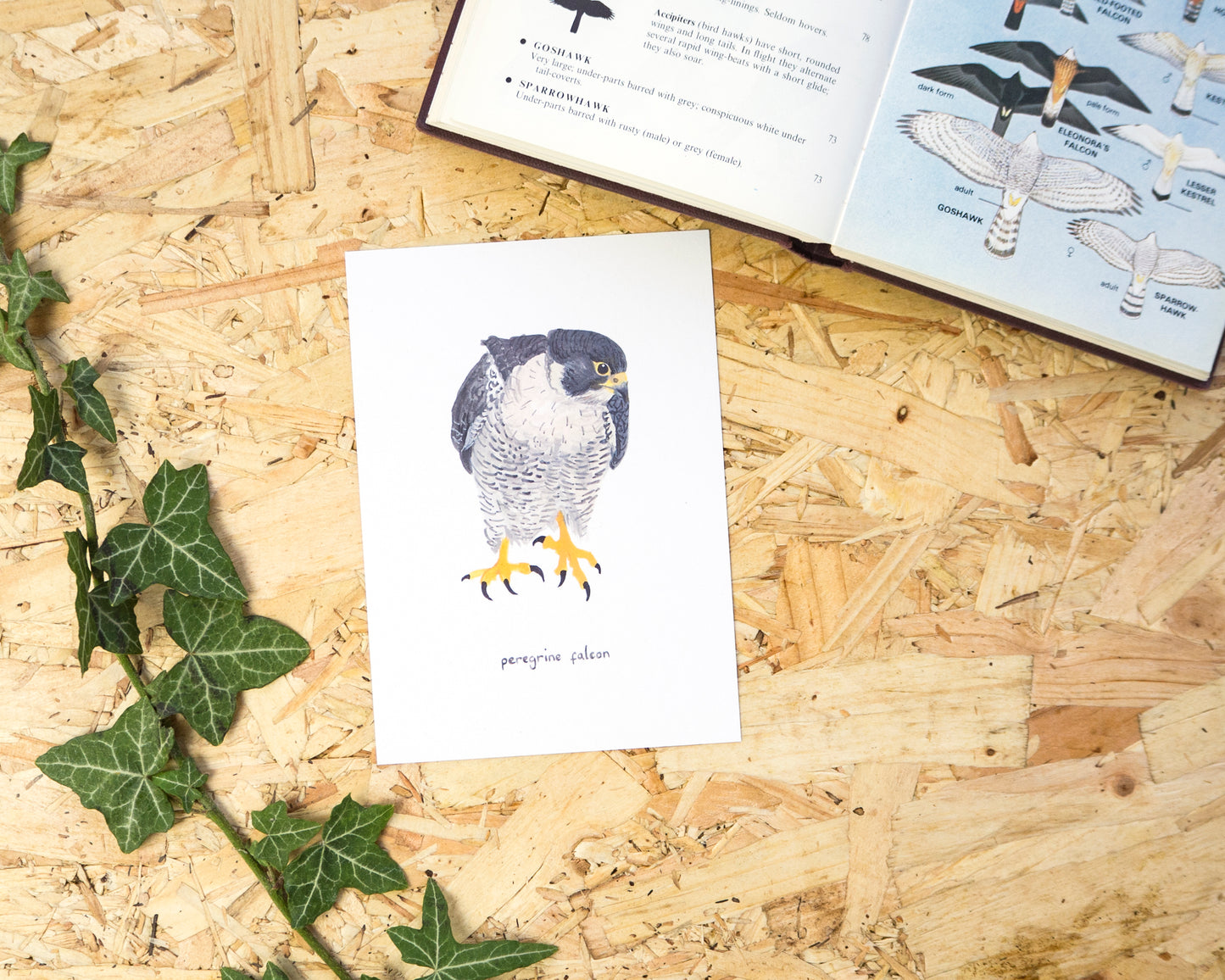 Peregrine Falcon Postcard