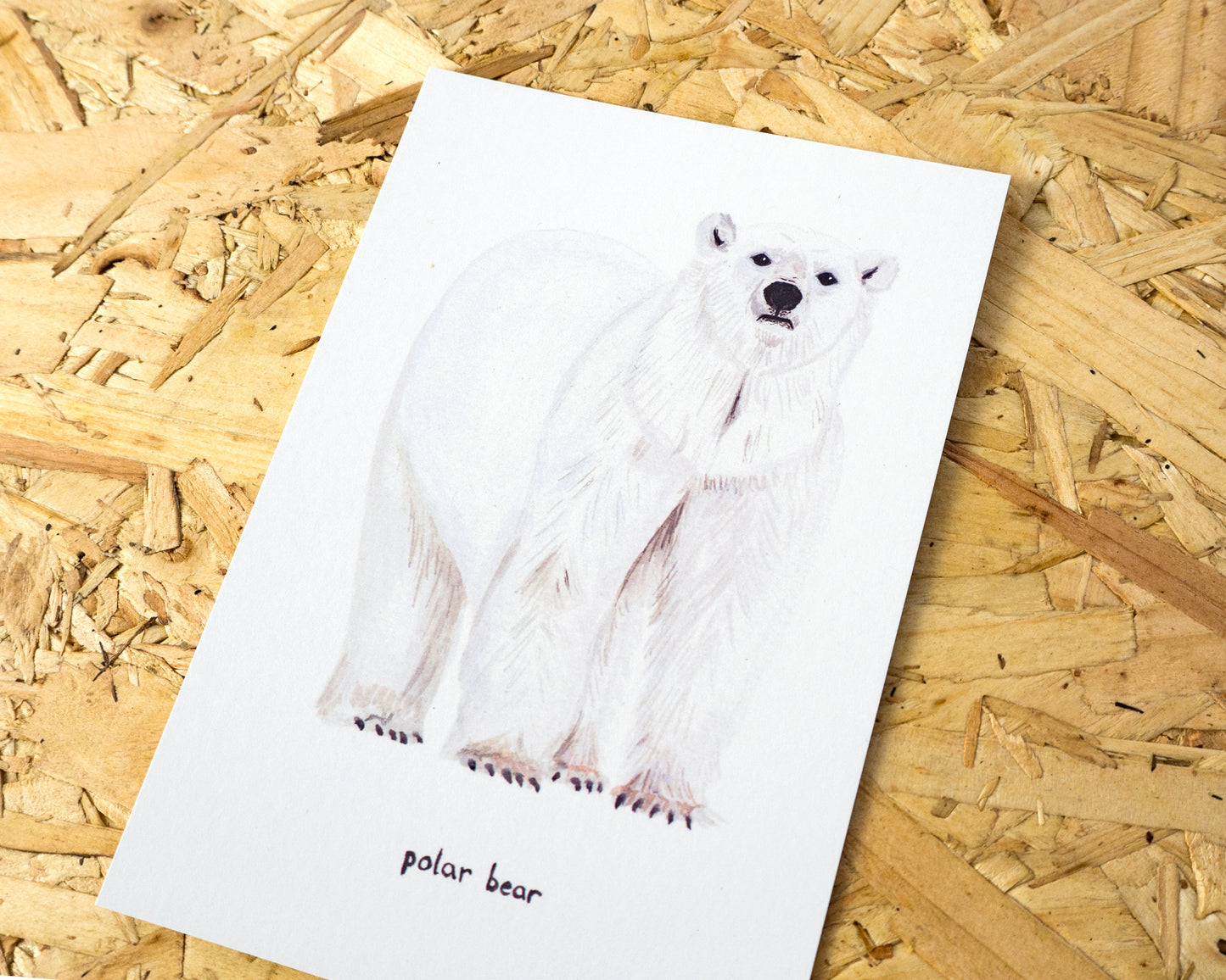 Polar Bear Postcard