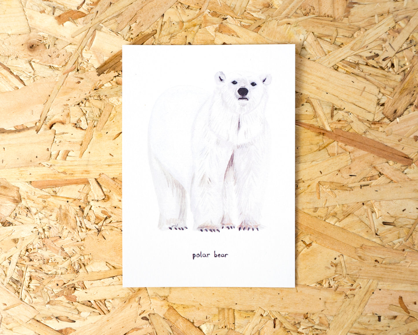 Polar Bear Postcard