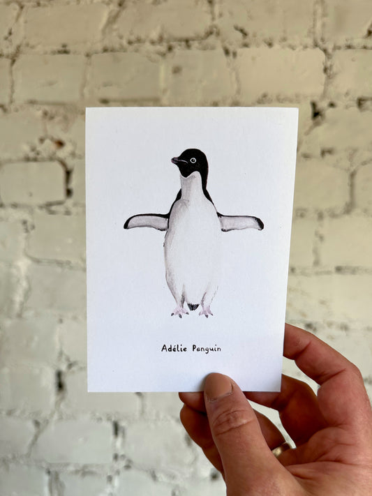 Adélie Penguin Postcard
