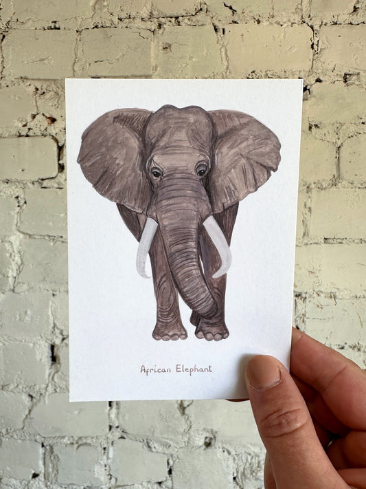 African Elephant Postcard