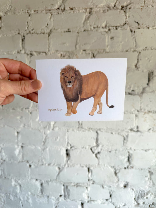 African Lion Postcard