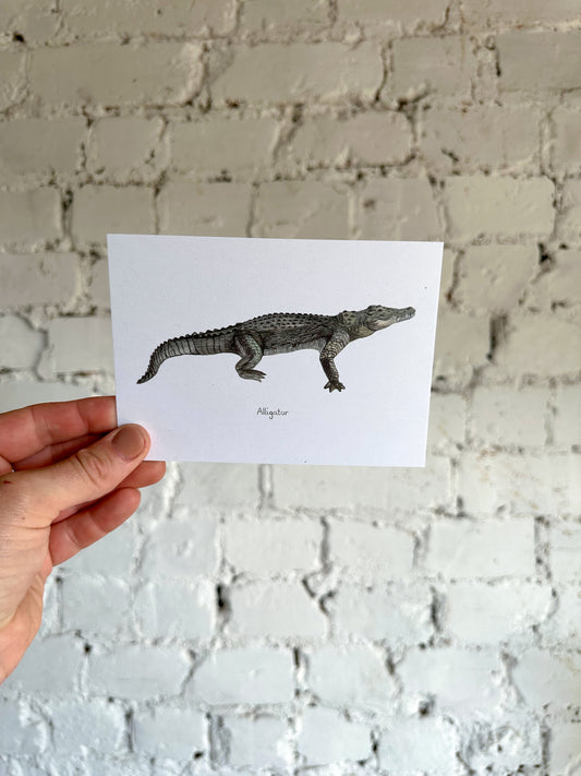 Alligator Postcard