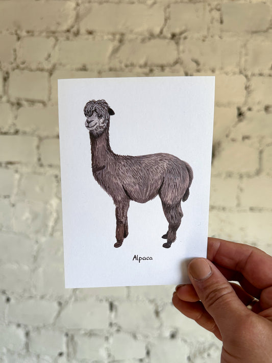Alpaca Postcard