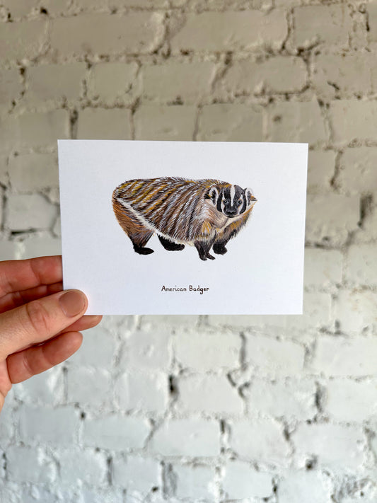 American Badger Postcard