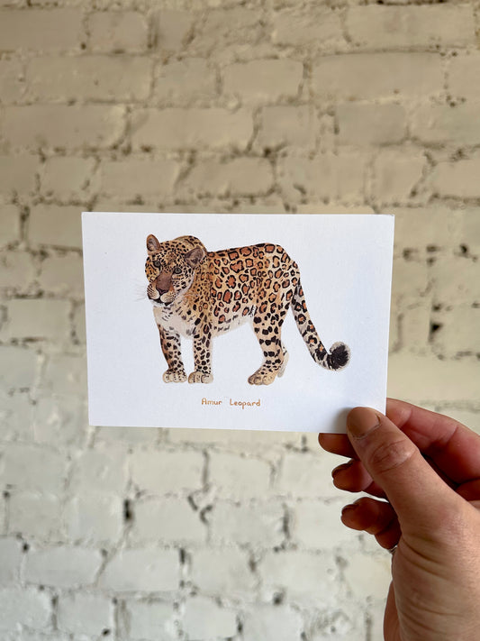 Amur Leopard Postcard