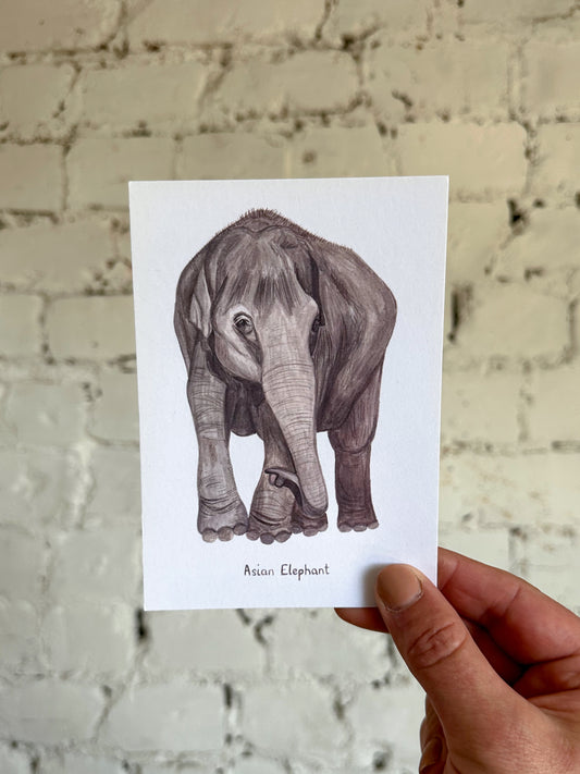 Asian Elephant Postcard