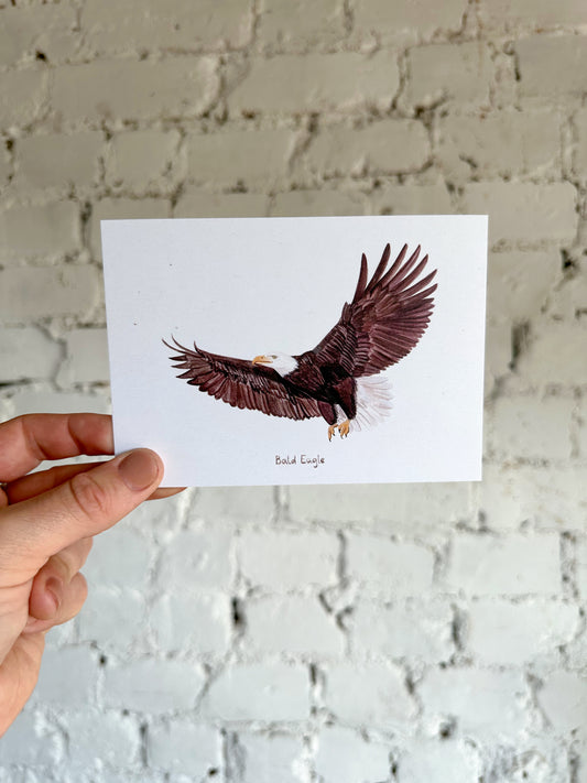 Bald Eagle Postcard