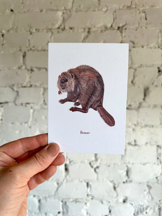 Beaver Postcard