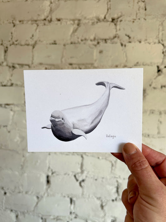 Beluga Postcard