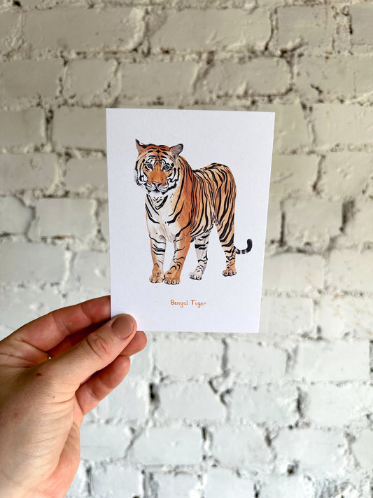 Bengal Tiger Postcard