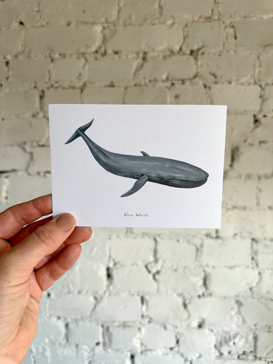Blue Whale Postcard