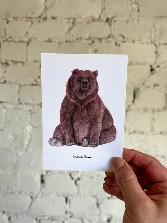 Brown Bear Postcard