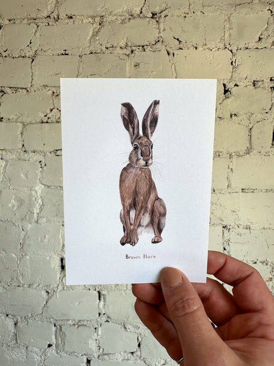 Brown Hare Postcard