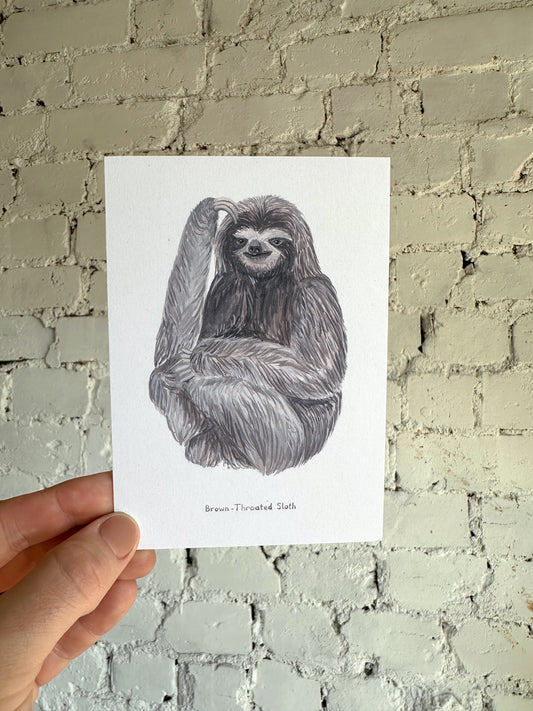 Brown Sloth Postcard