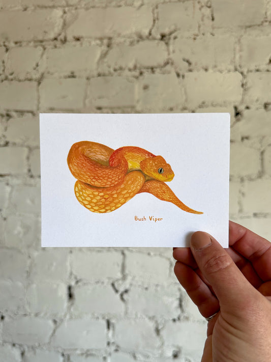 Bush Viper Postcard