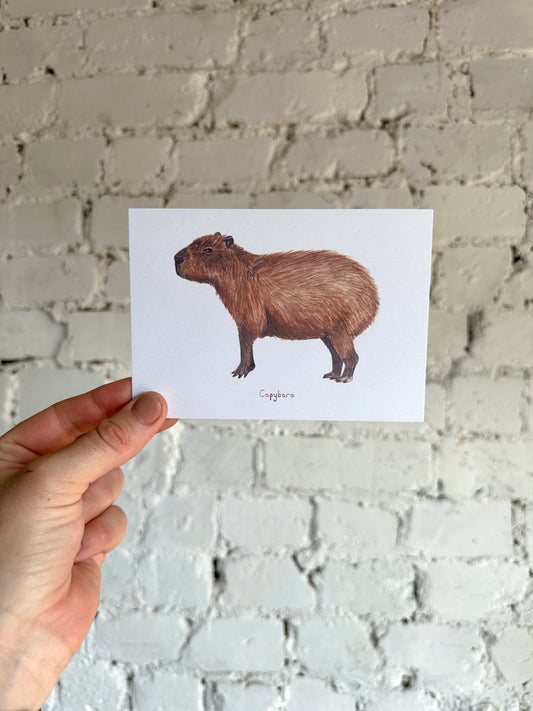 Capybara Postcard