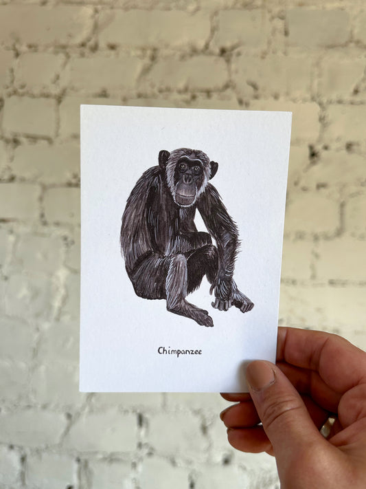 Chimpanzee Postcard