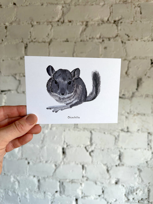 Chinchilla Postcard