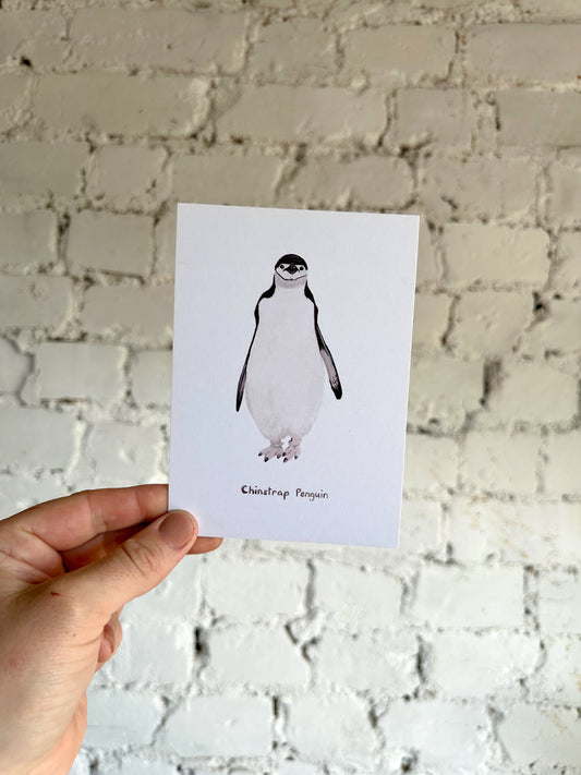 Chinstrap Penguin Postcard