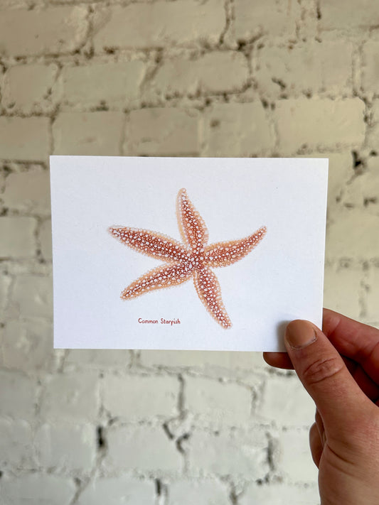 Common Starfish Postcard