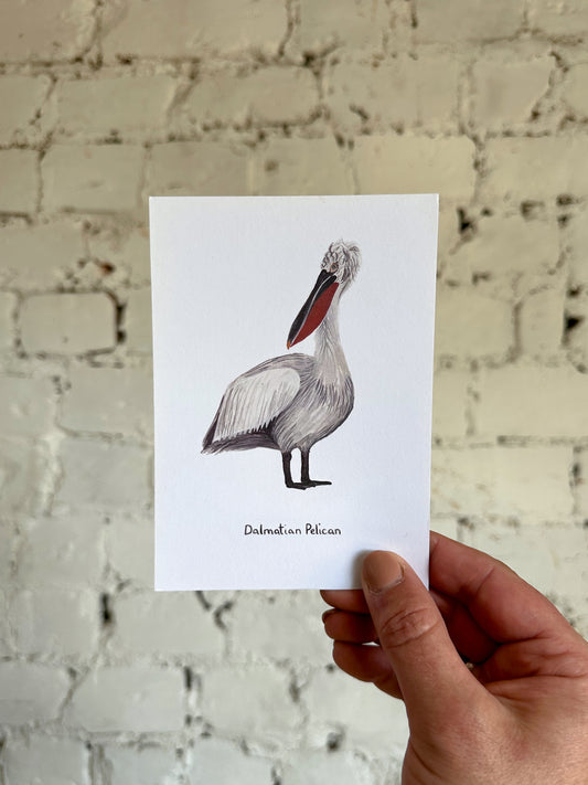 Dalmatian Pelican Postcard