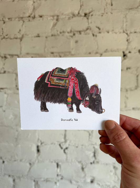 Domestic Yak Postcard