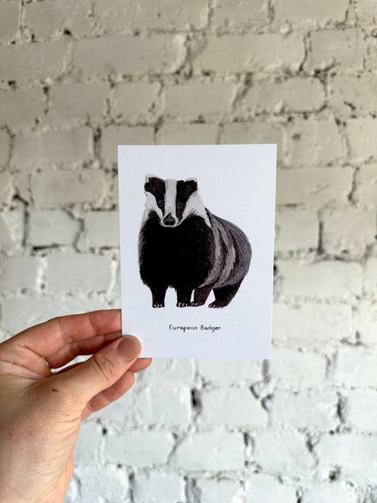 European Badger Postcard