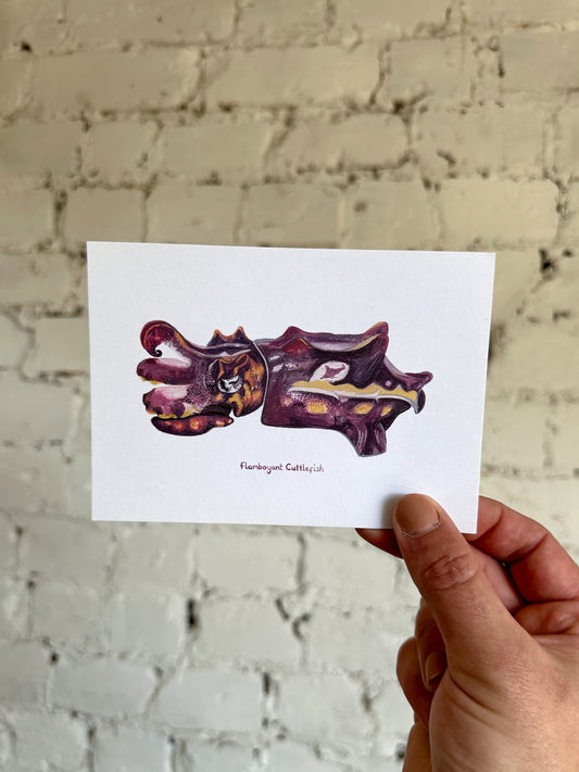 Flamboyant Cuttlefish Postcard