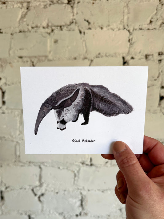 Giant Anteater Postcard