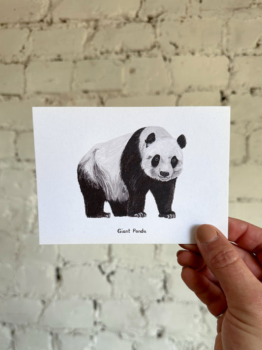 Giant Panda Postcard