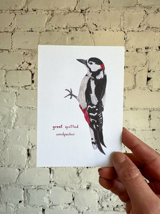 Great Spotted Woodpecker Postcard