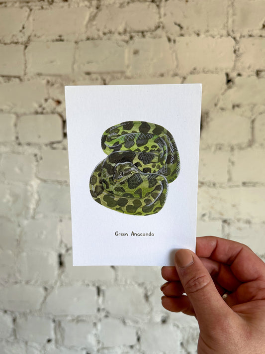 Green Anaconda Postcard