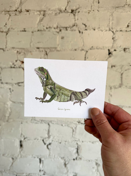 Green Iguana Postcard