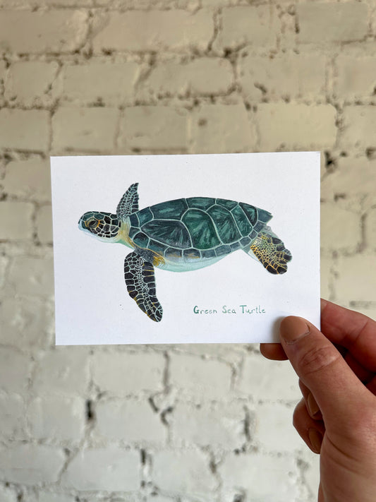 Green Sea Turtle Postcard