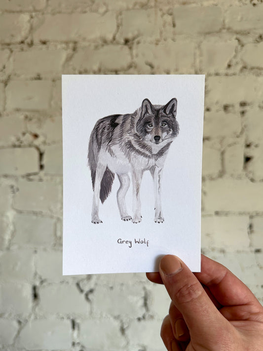 Grey Wolf Postcard