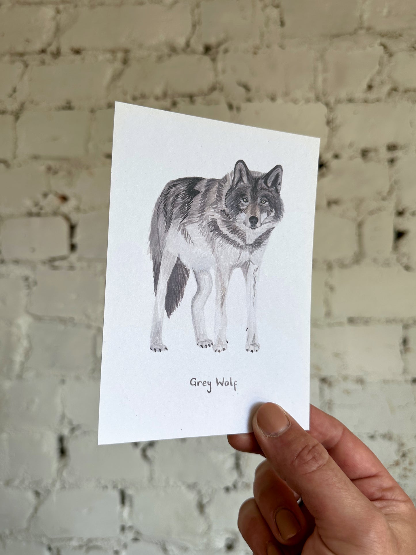 Grey Wolf Postcard