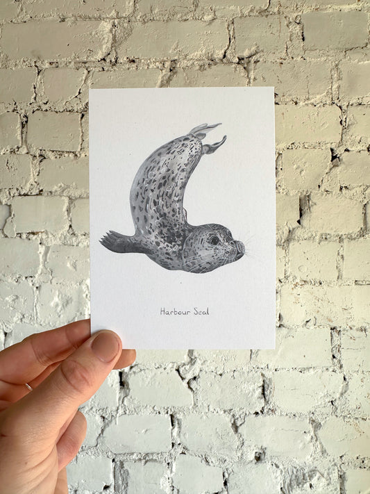 Harbour Seal Postcard