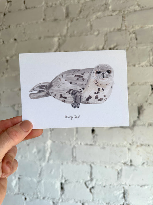 Harp Seal Postcard